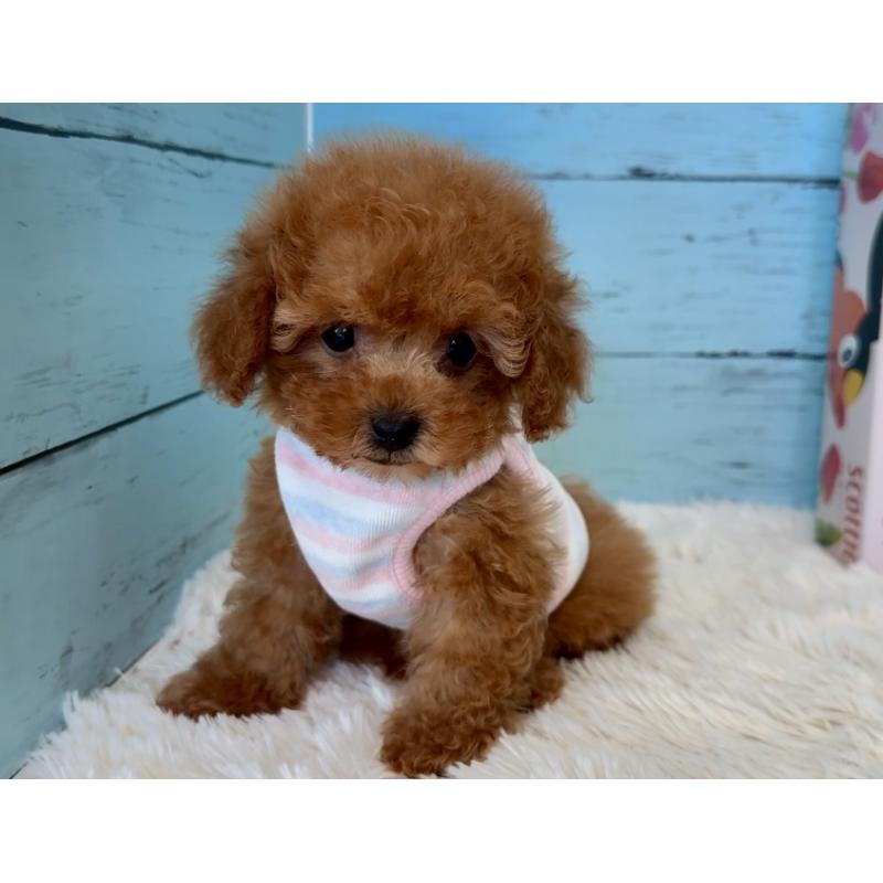 販売中の埼玉県のタイニープードル-423501の20枚目