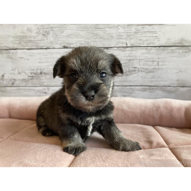 販売中の北海道のマルシュナ:マルチーズ×ミニチュアシュナウザー-423498の3枚目