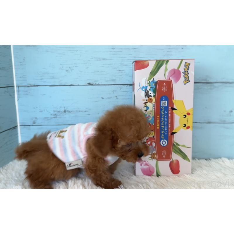 販売中の埼玉県のタイニープードル-423501の19枚目