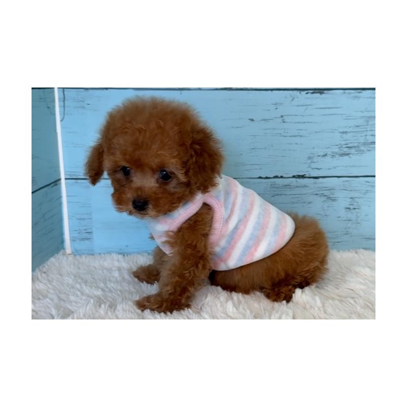 販売中の埼玉県のタイニープードル-423501の18枚目