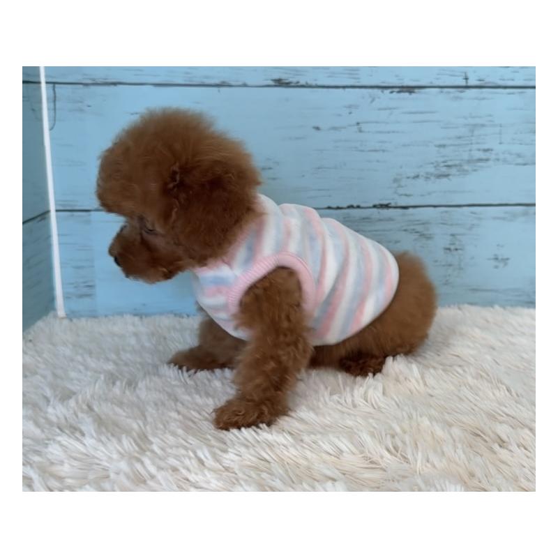 販売中の埼玉県のタイニープードル-423501の17枚目