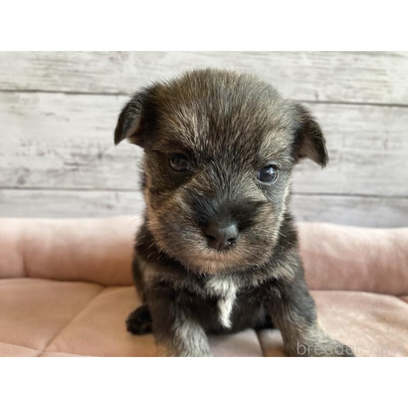 販売中の北海道のマルシュナ:マルチーズ×ミニチュアシュナウザー-423498の2枚目