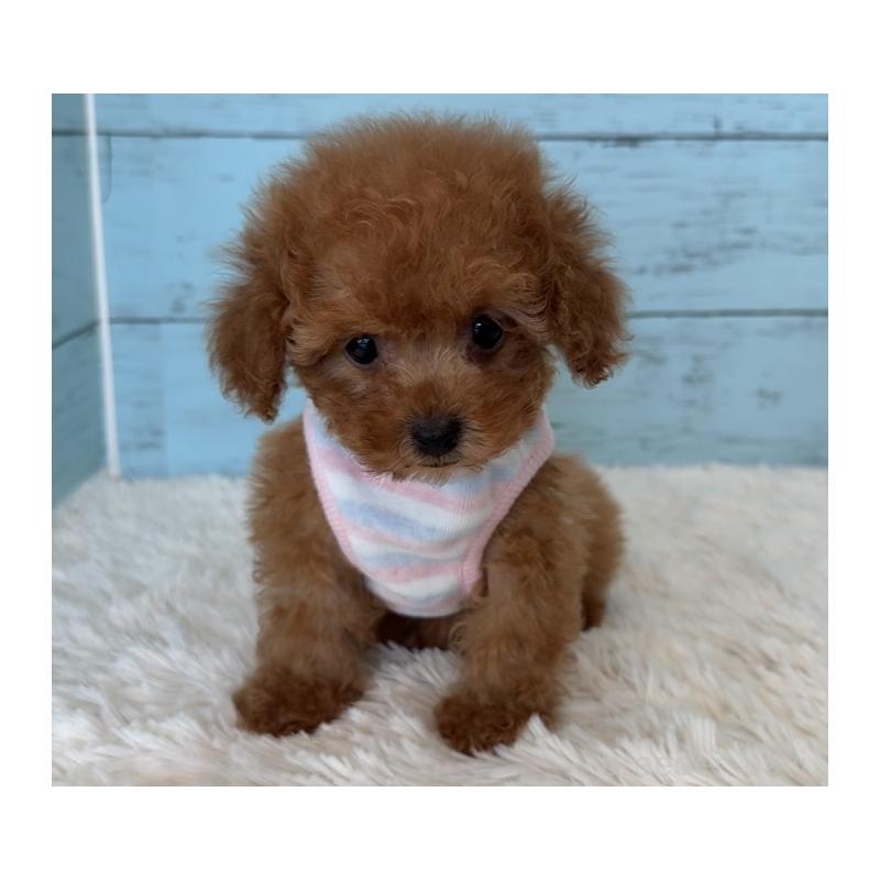 販売中の埼玉県のタイニープードル-423501の16枚目