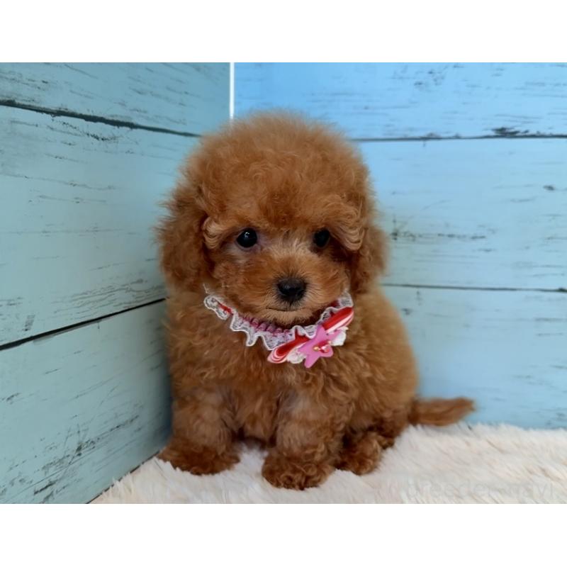 販売中の埼玉県のタイニープードル-423501の15枚目