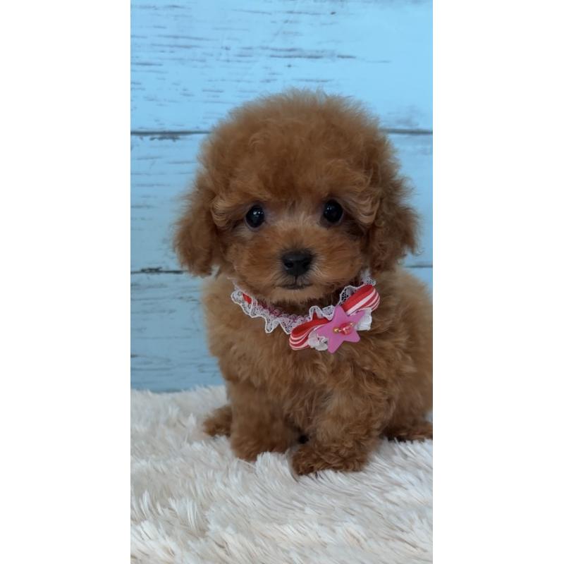 販売中の埼玉県のタイニープードル-423501の14枚目