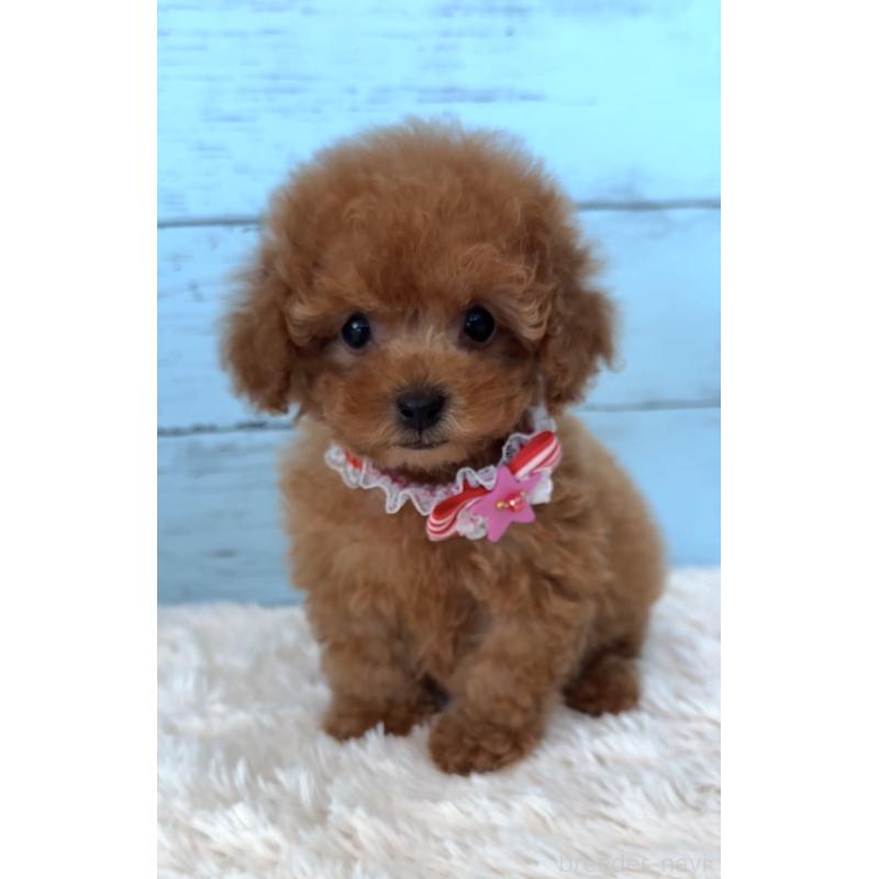 販売中の埼玉県のタイニープードル-423501の13枚目