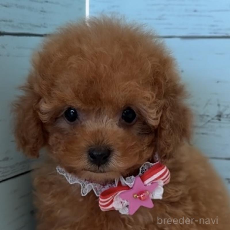 販売中の埼玉県のタイニープードル-423501の12枚目