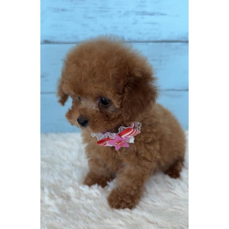 販売中の埼玉県のタイニープードル-423501の11枚目