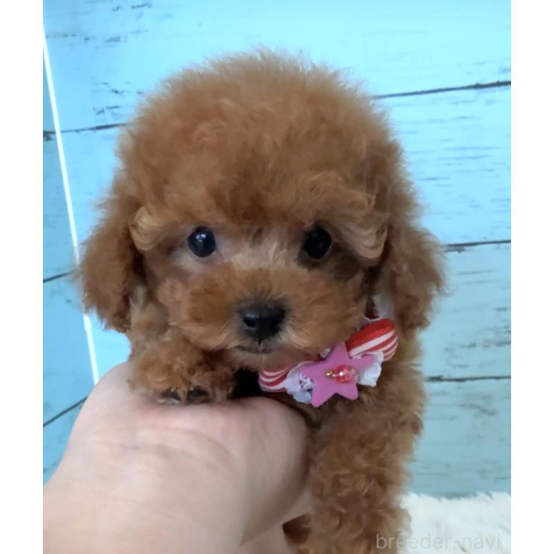 販売中の埼玉県のタイニープードル-423501の10枚目