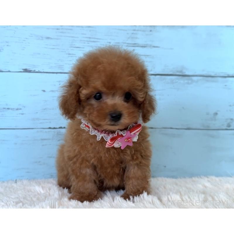 販売中の埼玉県のタイニープードル-423501の9枚目