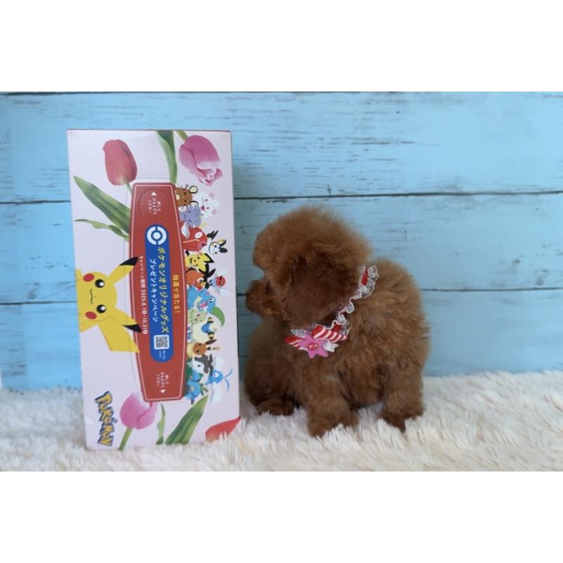 販売中の埼玉県のタイニープードル-423501の8枚目