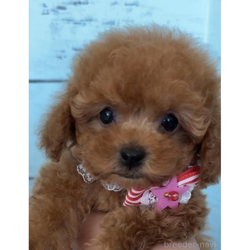 販売中の埼玉県のタイニープードル-423501の7枚目