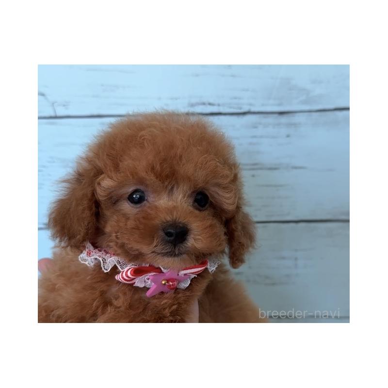 販売中の埼玉県のタイニープードル-423501の6枚目