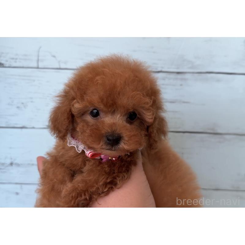 販売中の埼玉県のタイニープードル-423501の5枚目