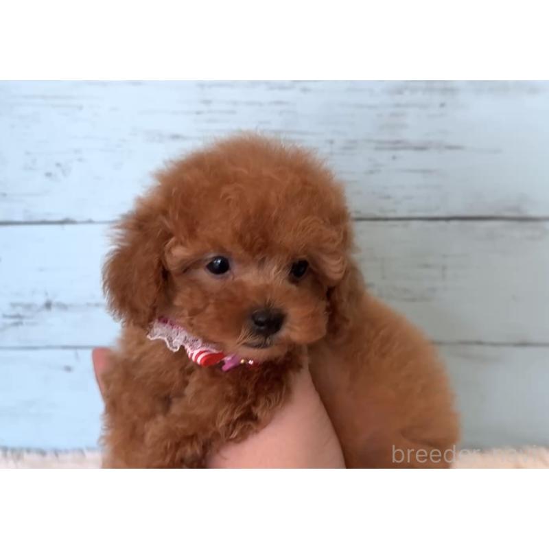 販売中の埼玉県のタイニープードル-423501の4枚目