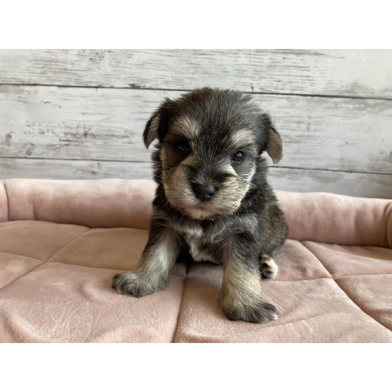 販売中の北海道のマルシュナ:マルチーズ×ミニチュアシュナウザー-423499の5枚目