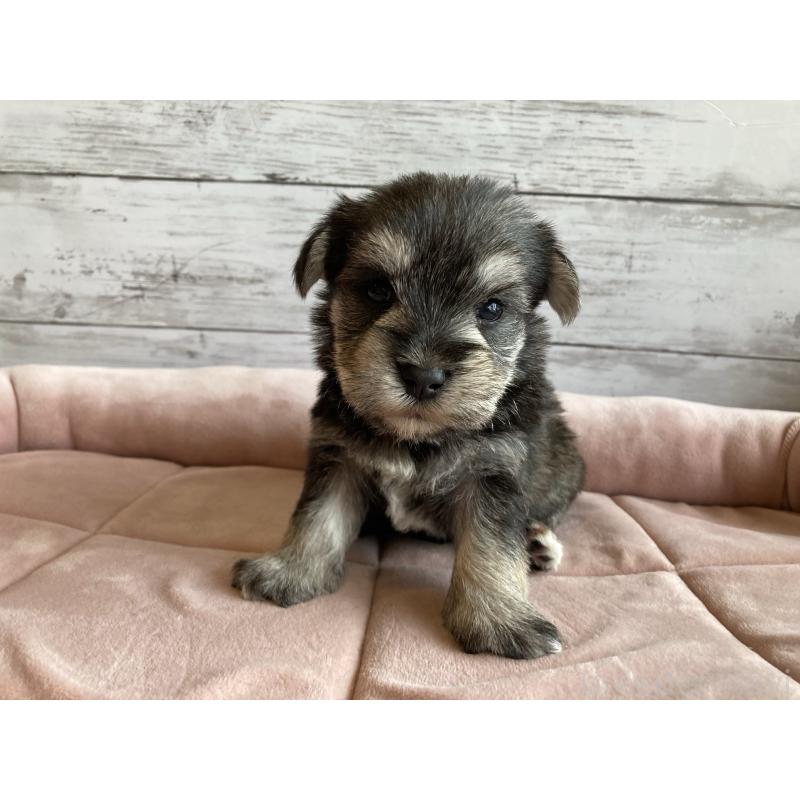 販売中の北海道のマルシュナ:マルチーズ×ミニチュアシュナウザー-423499の4枚目