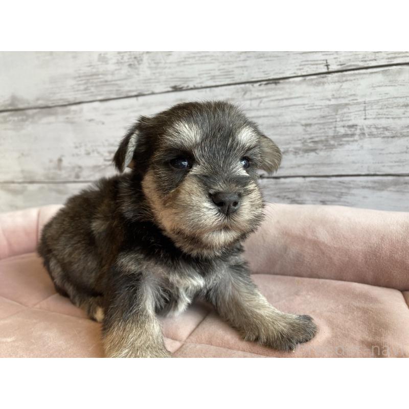 販売中の北海道のマルシュナ:マルチーズ×ミニチュアシュナウザー-423499の3枚目