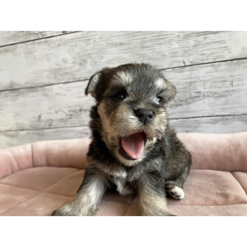 販売中の北海道のマルシュナ:マルチーズ×ミニチュアシュナウザー-423499の2枚目