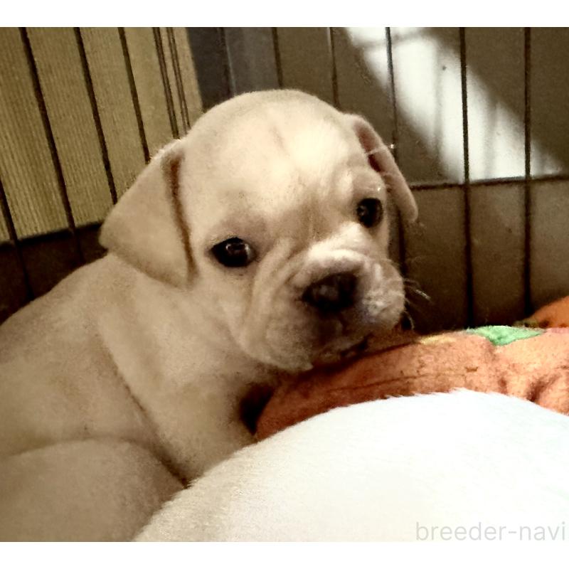 成約済の長崎県のフレンチブルドッグ-417217の7枚目