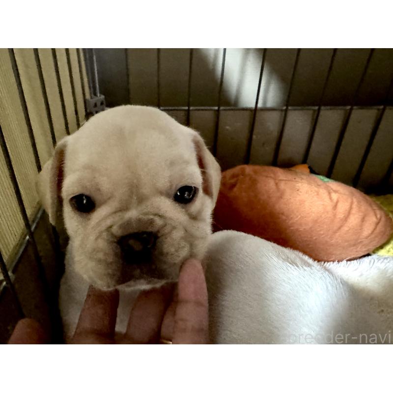 成約済の長崎県のフレンチブルドッグ-417217の6枚目