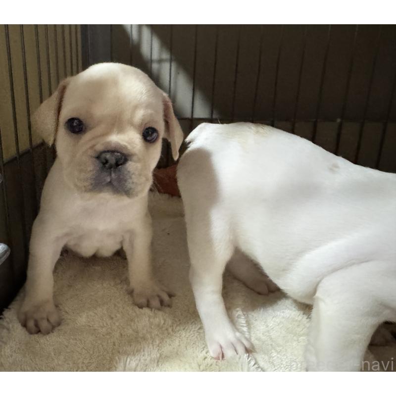 成約済の長崎県のフレンチブルドッグ-417217の5枚目