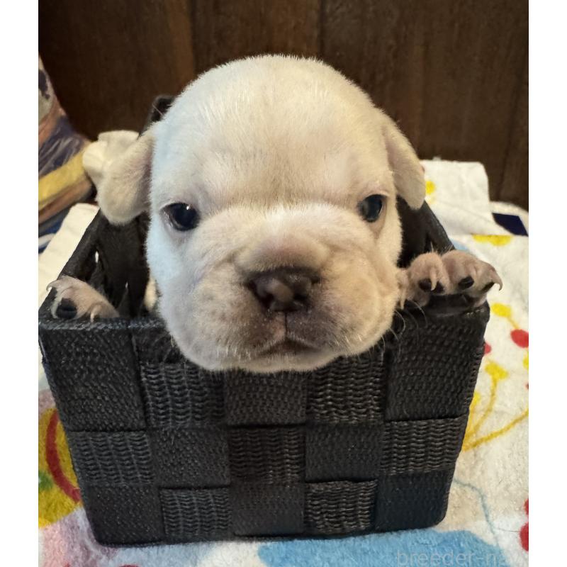 成約済の長崎県のフレンチブルドッグ-417217の4枚目