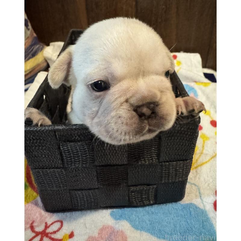 成約済の長崎県のフレンチブルドッグ-417217の3枚目