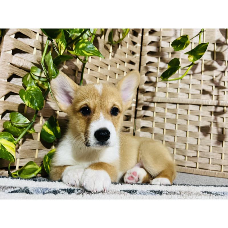 販売中の千葉県のウェルシュコーギーペンブローク-423500
