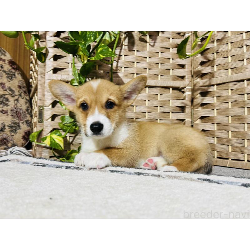 販売中の千葉県のウェルシュコーギーペンブローク-423500の7枚目