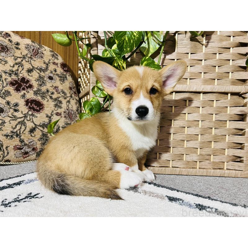 販売中の千葉県のウェルシュコーギーペンブローク-423500の6枚目