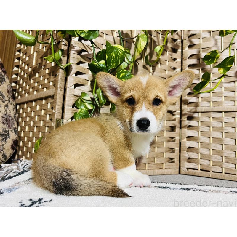 販売中の千葉県のウェルシュコーギーペンブローク-423500の5枚目