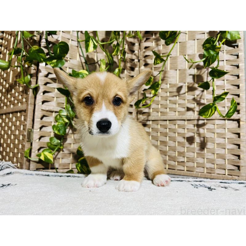 販売中の千葉県のウェルシュコーギーペンブローク-423500の4枚目