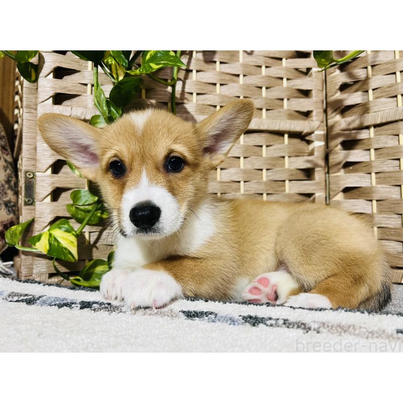 販売中の千葉県のウェルシュコーギーペンブローク-423500の3枚目