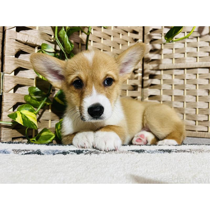 販売中の千葉県のウェルシュコーギーペンブローク-423500の2枚目