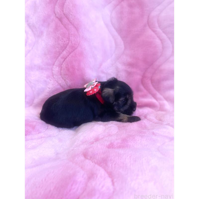 成約済の福岡県のミニチュアシュナウザー-421697の5枚目