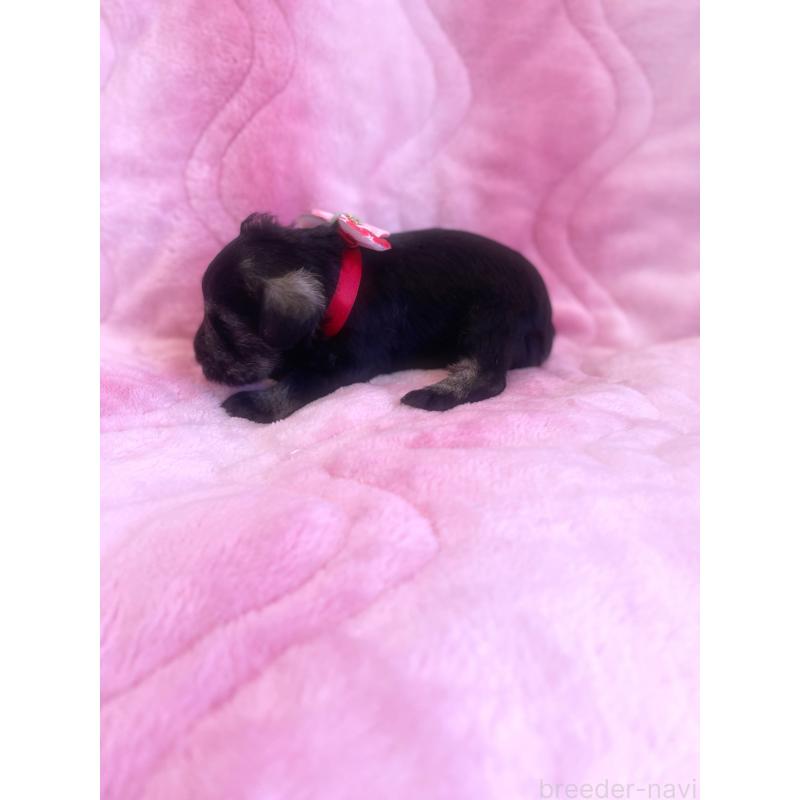 成約済の福岡県のミニチュアシュナウザー-421697の4枚目