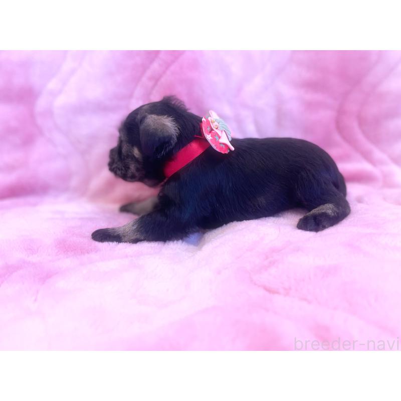 成約済の福岡県のミニチュアシュナウザー-421697の3枚目