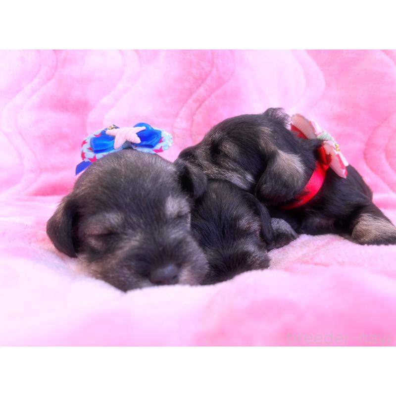 成約済の福岡県のミニチュアシュナウザー-421697の2枚目