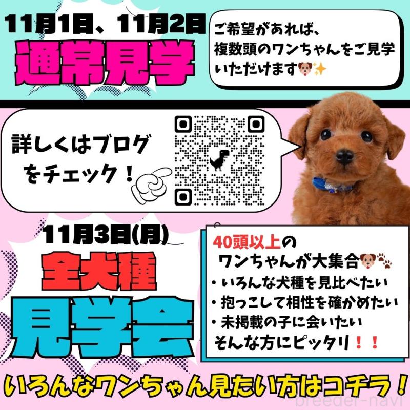 成約済の静岡県のミニチュアダックスフンド(ロングヘアード)-423127の3枚目