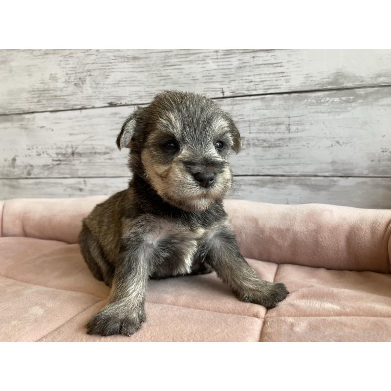 販売中の北海道のマルシュナ:マルチーズ×ミニチュアシュナウザー-423502の5枚目