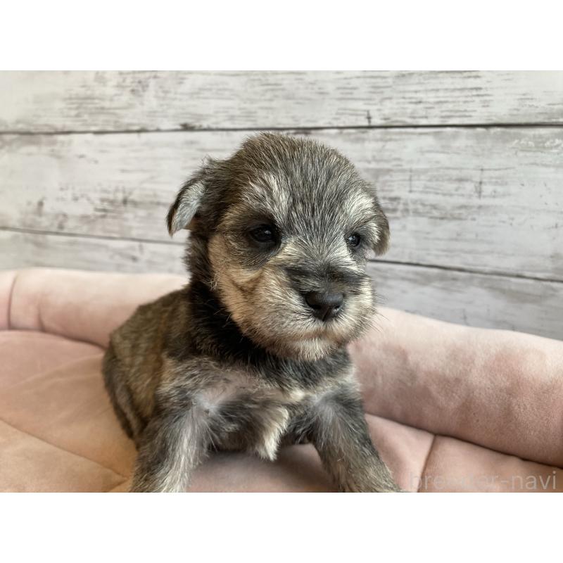 販売中の北海道のマルシュナ:マルチーズ×ミニチュアシュナウザー-423502の4枚目