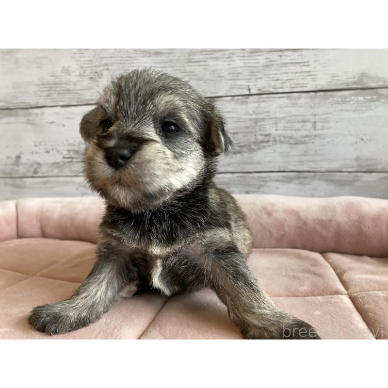 販売中の北海道のマルシュナ:マルチーズ×ミニチュアシュナウザー-423502の3枚目