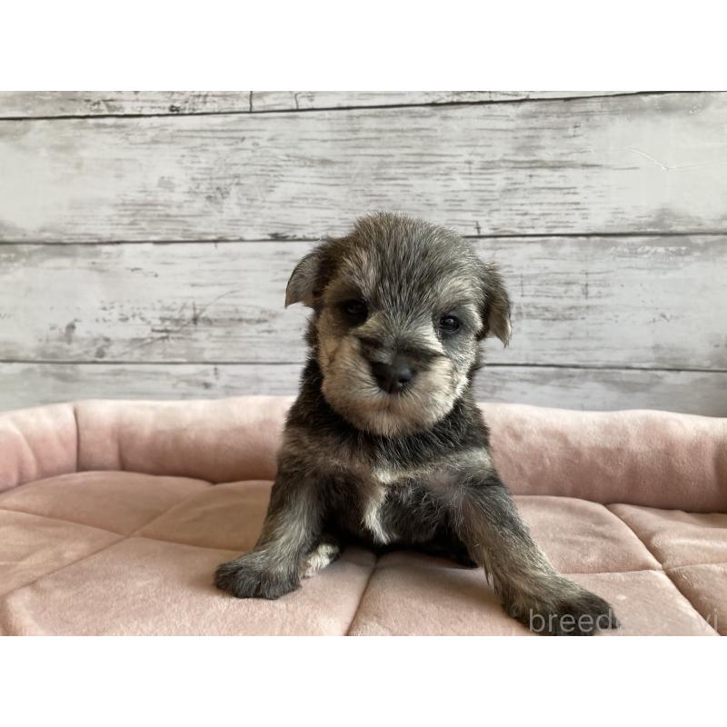 販売中の北海道のマルシュナ:マルチーズ×ミニチュアシュナウザー-423502の2枚目