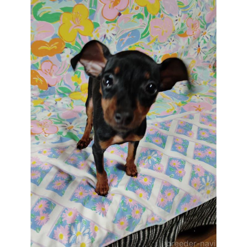 販売中の大阪府のミニチュアピンシャー(ミニピン)-419347の7枚目