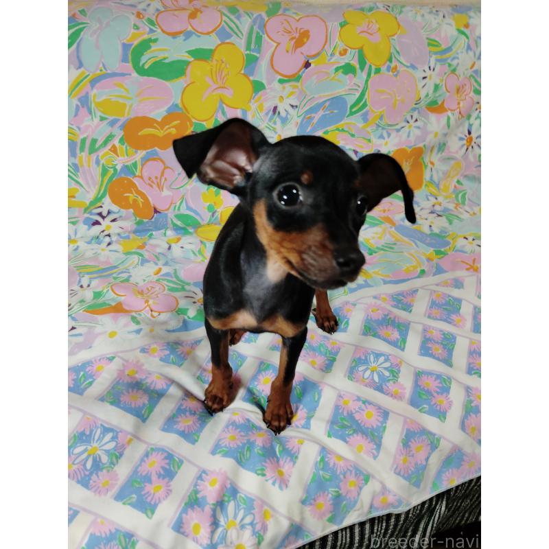 販売中の大阪府のミニチュアピンシャー(ミニピン)-419347の6枚目