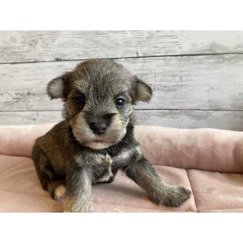 販売中の北海道のマルシュナ:マルチーズ×ミニチュアシュナウザー-423503の5枚目