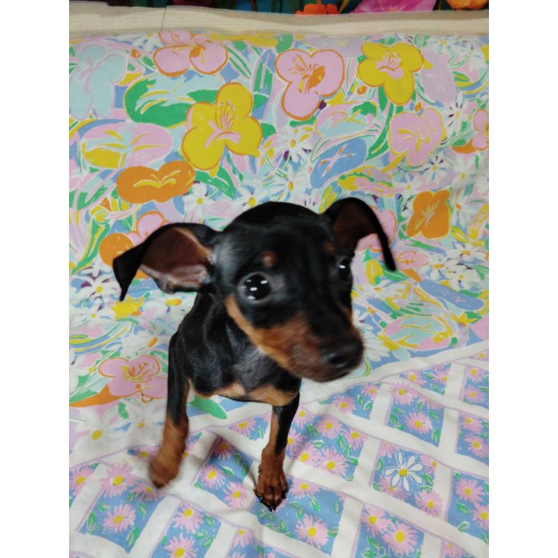 販売中の大阪府のミニチュアピンシャー(ミニピン)-419347の5枚目