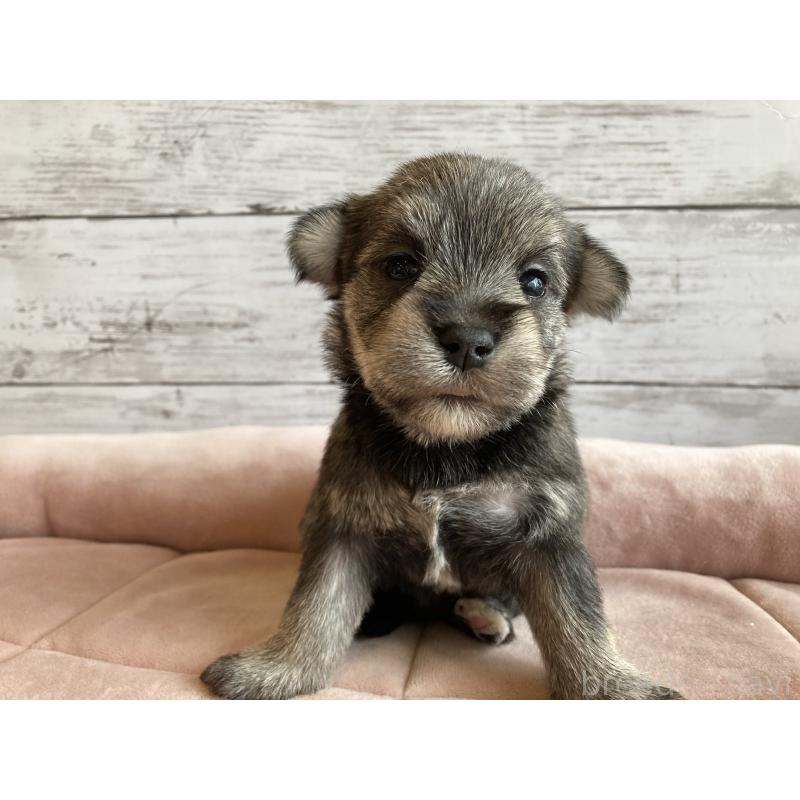 販売中の北海道のマルシュナ:マルチーズ×ミニチュアシュナウザー-423503の4枚目