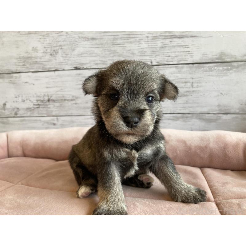 販売中の北海道のマルシュナ:マルチーズ×ミニチュアシュナウザー-423503の3枚目